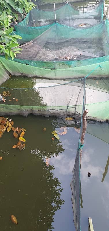Tambak ikan mukhlas - Image 1