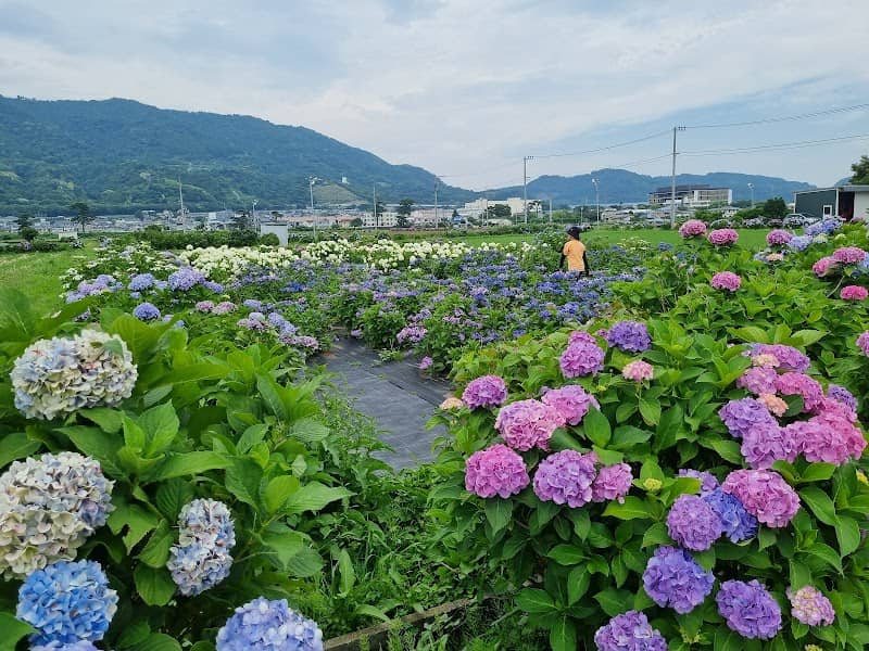 Kaisei Hydrangea Village - Image 1