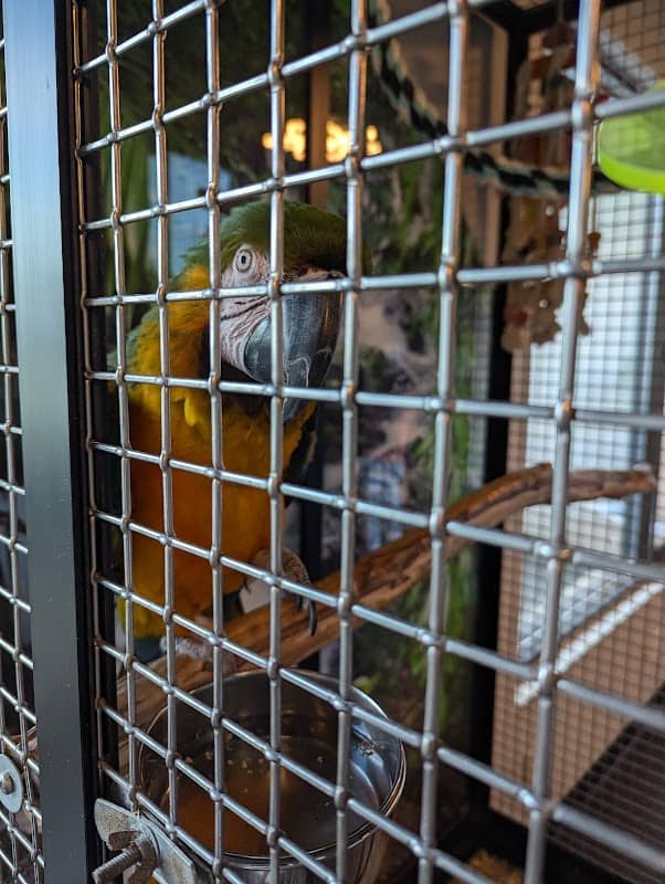 Bird Aviary - Image 1