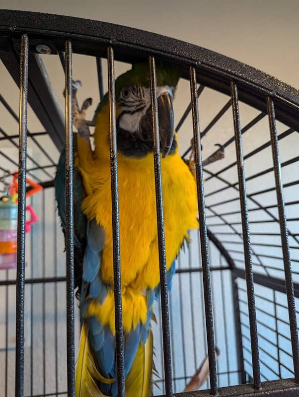 Bird Aviary - Image 2