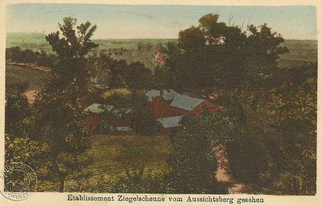 Topola czarna - Image 1