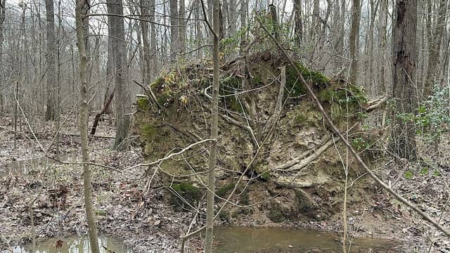 New Hope Bottomlands Trailhead - Image 3