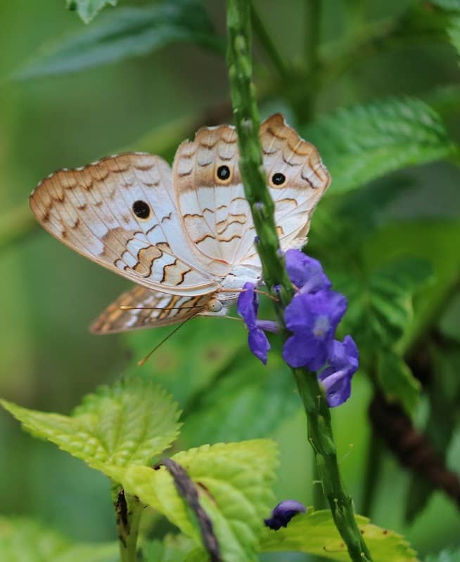 Markham Park Butterfly Garden - Image 2