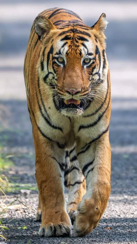 Jungle Safari Getaway - Image 1