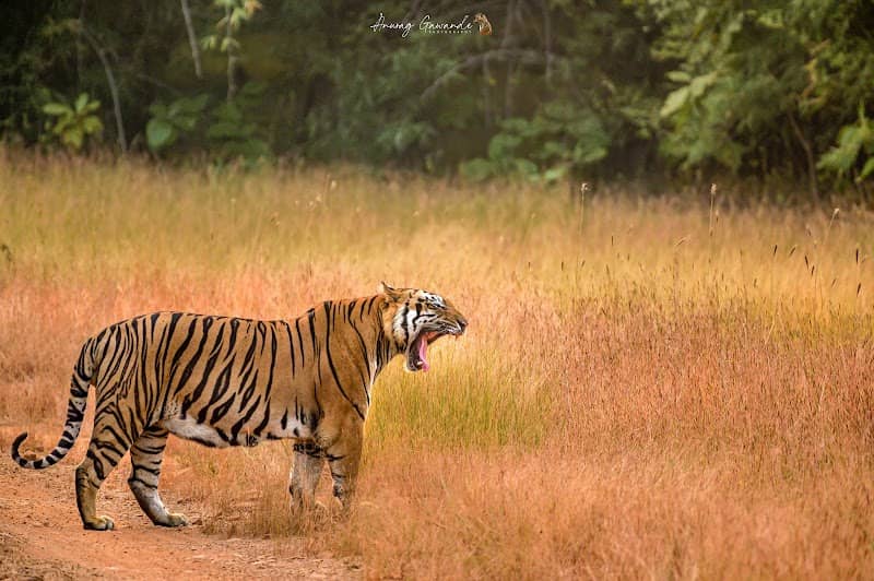 Jungle Safari Getaway - Image 2