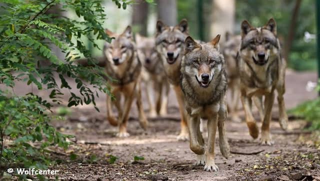 Wolfcenter GbR - Image 1