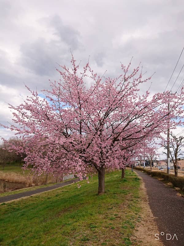 Hitachinomizube Park - Image 1