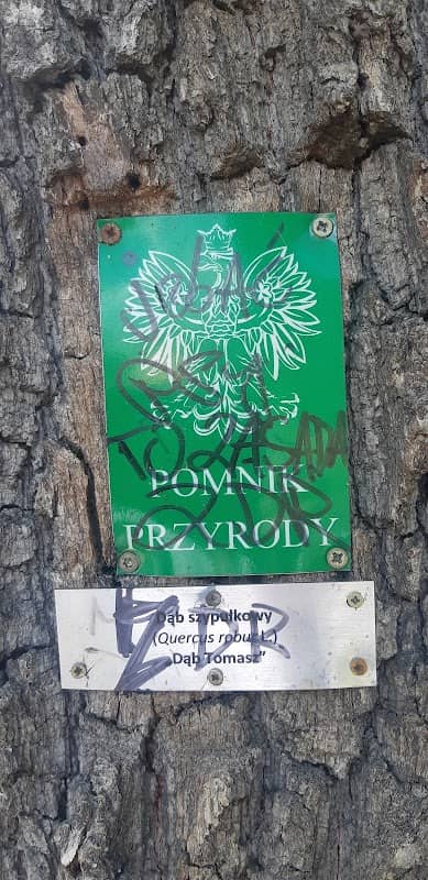 Dąb "Tomasz" - pomnik przyrody - Image 1