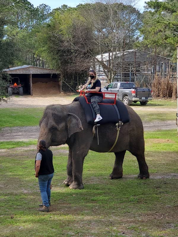 Two Tails Ranch: All About Elephants - Image 1
