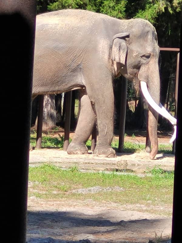 Two Tails Ranch: All About Elephants - Image 2