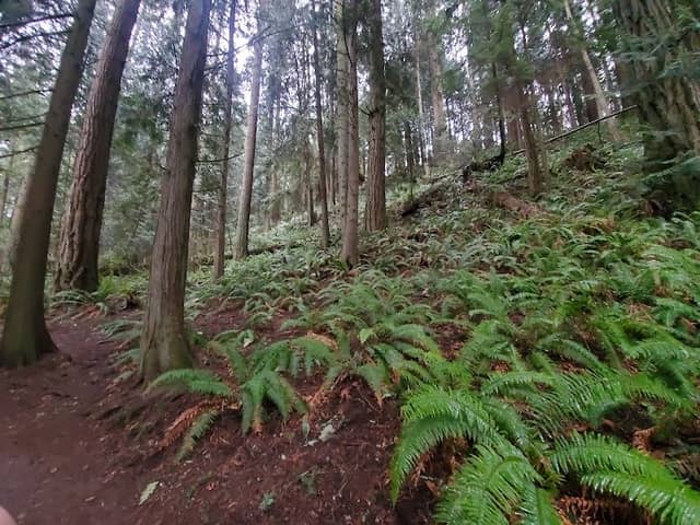 North Chuckanut Mountain Trailhead - Image 3