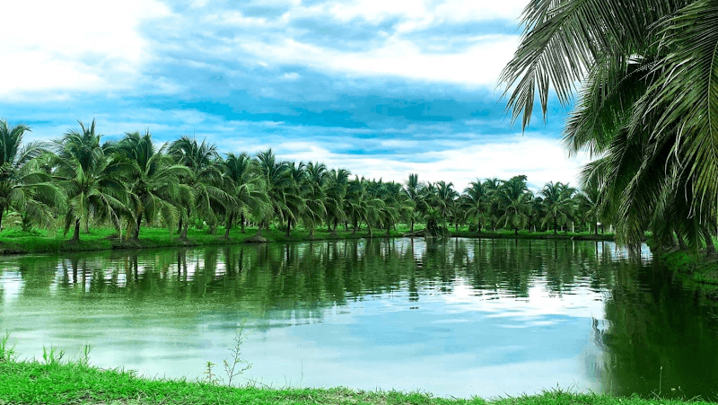Coconut & Fish Farm - Image 1