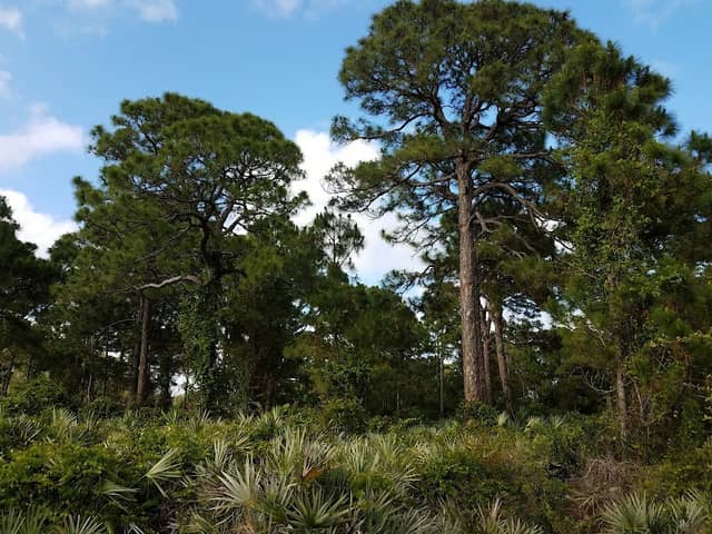 Military Trail Natural Area - Image 3