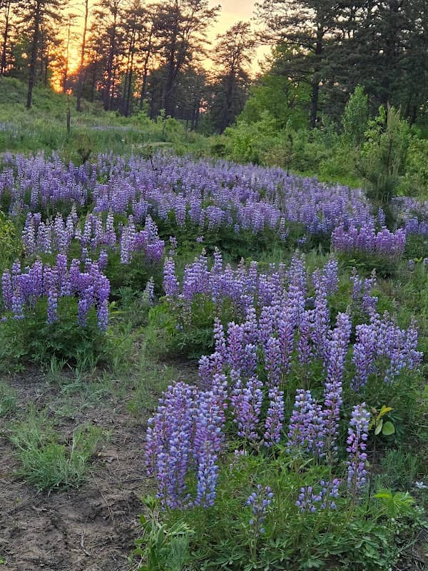Purple Trail . Albany Pine Bush Preserve - Image 2