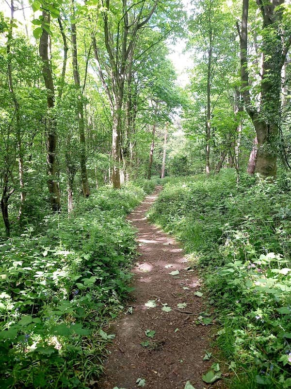 Oakenshaw Nature Reserve - Image 2