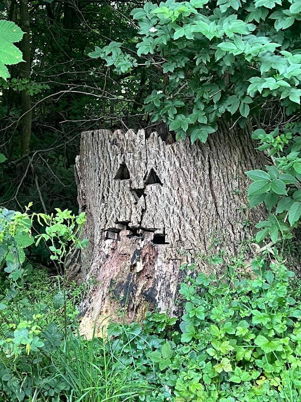Gruseliger Baumstumpf - Image 1