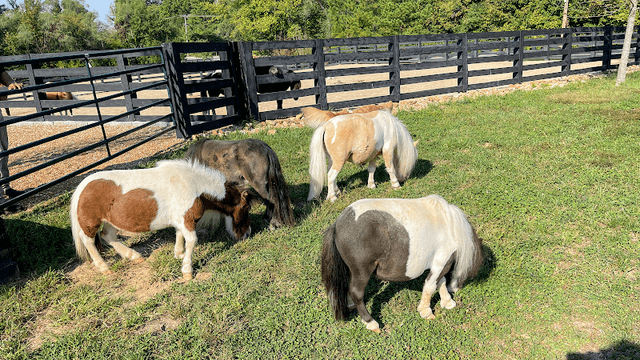 R & R Ranch Miniature Horse Sanctuary - Image 1