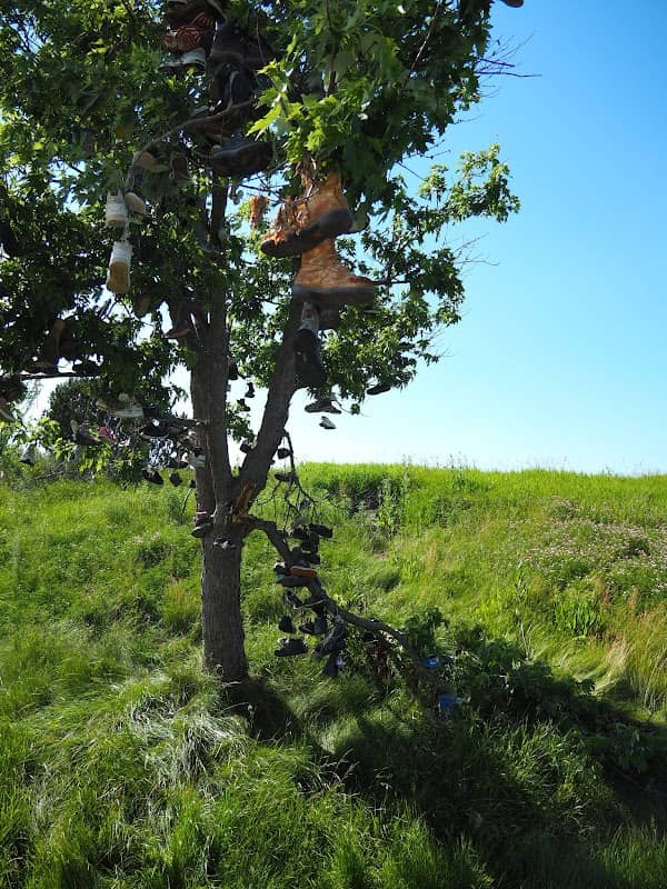 The Shoe Tree - Image 2