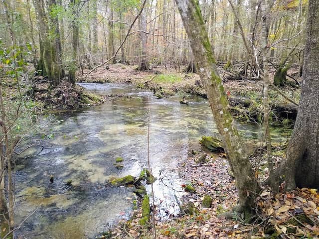 Plank Road State Forest - Image 1