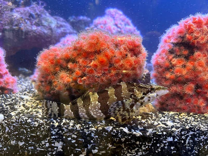 Ucluelet Aquarium - Image 1