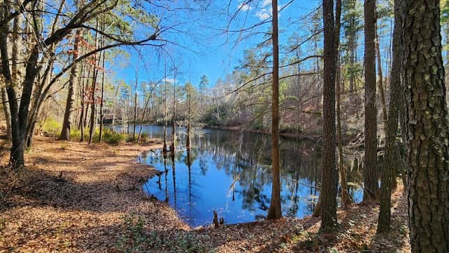 Manchester State Forest - Image 3