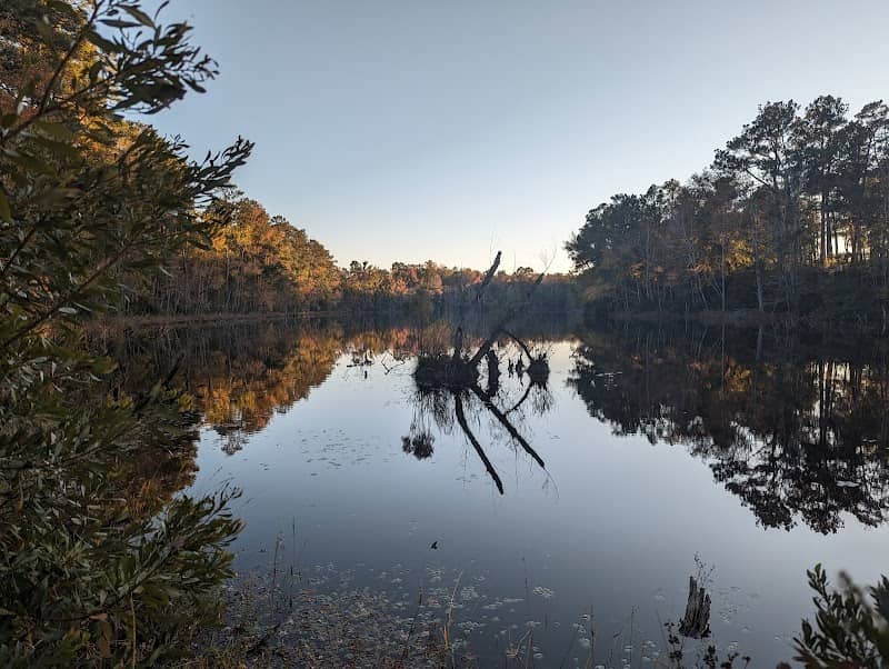 Manchester State Forest - Image 2