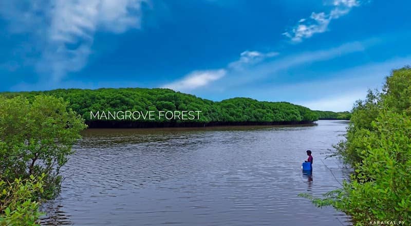 Mangrove plantation - Image 1