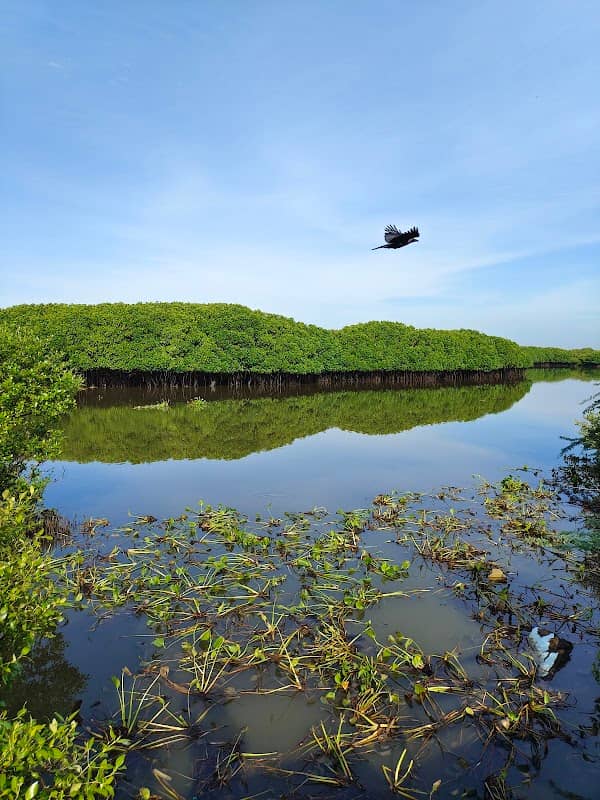Mangrove plantation - Image 2