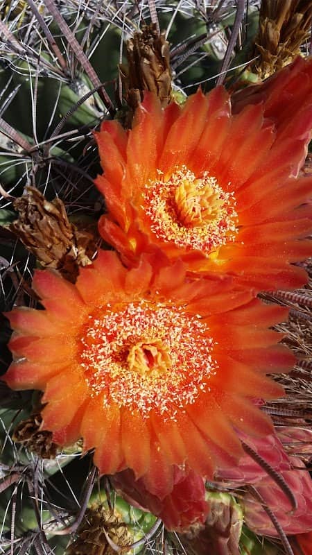 Coronado National Forest - Image 1