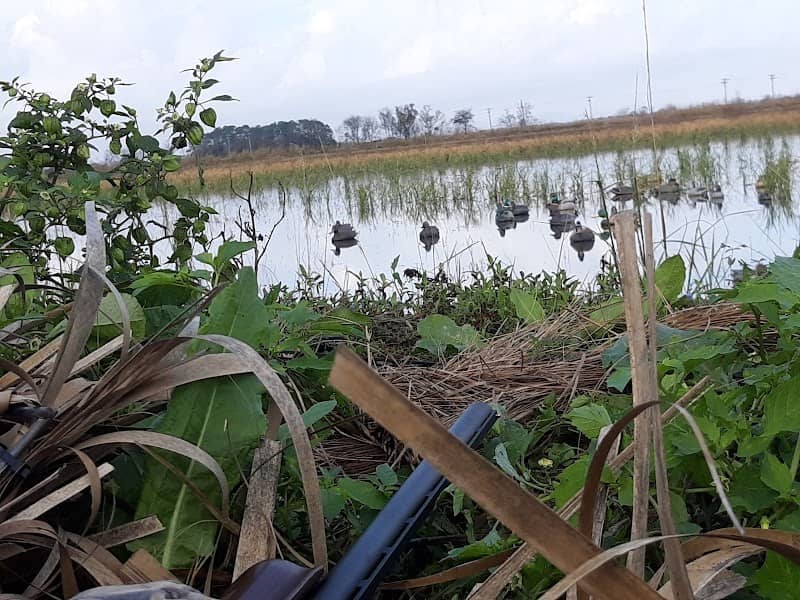 Cajun Wildlife Adventures - Image 3