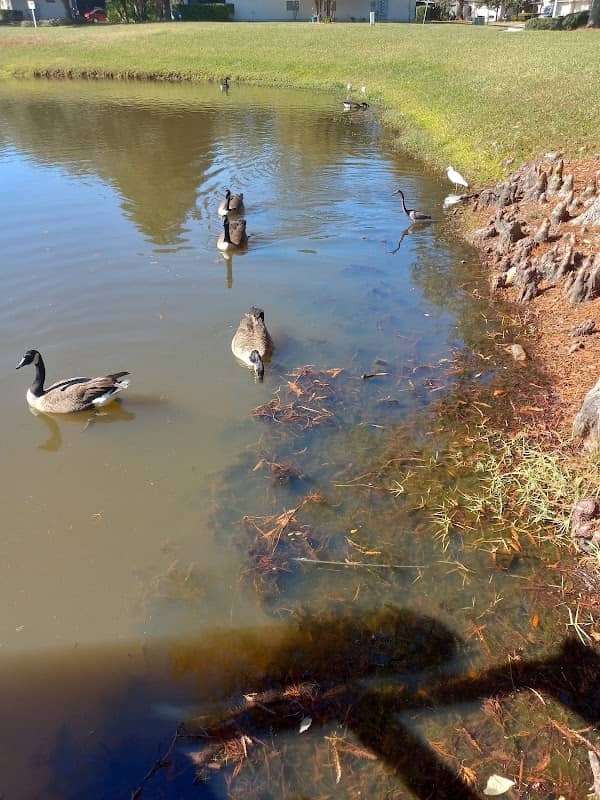 Cross Pines Park - Image 1