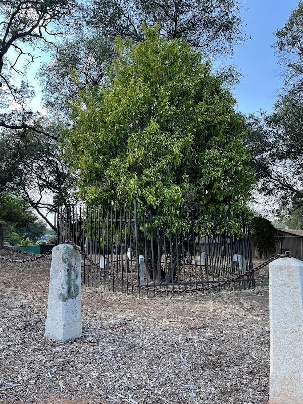 Mother Orange Tree of Butte County - Image 2