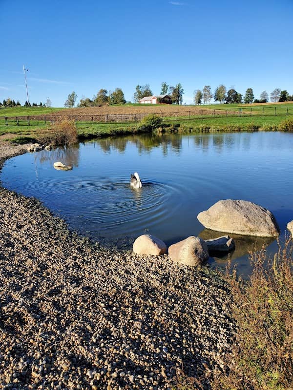 Canine Meadow - Dog Park - Image 2