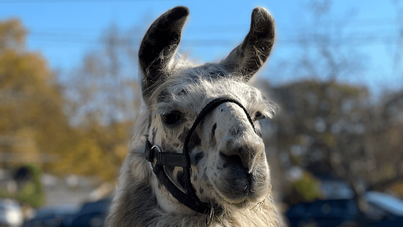 Wild Hooves Farm Animal Rescue & Traveling Petting Zoo - Image 2