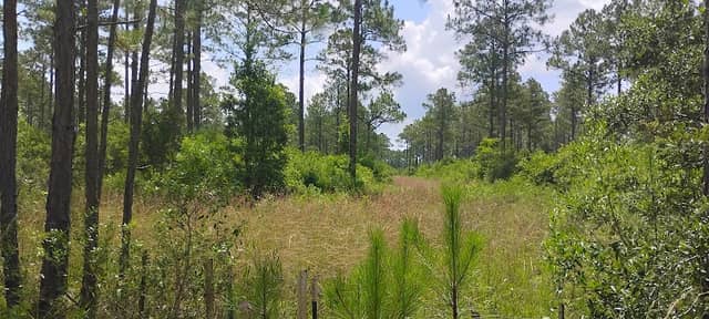 Perdido River Nature Preserve - Image 2