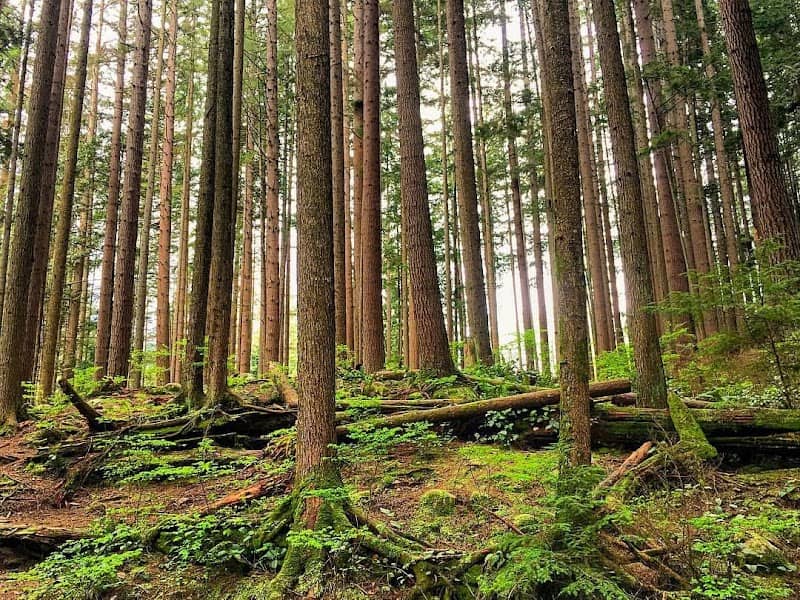 Lawson Creek Trail - Image 2