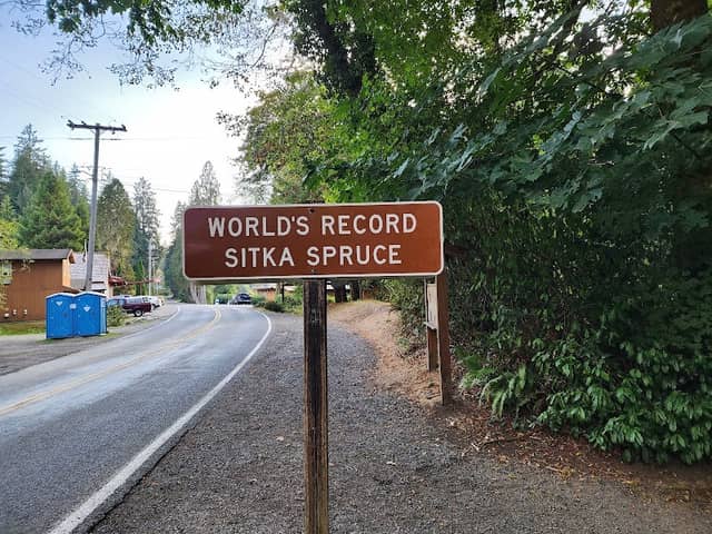 World's Largest Sitka Spruce - Image 2