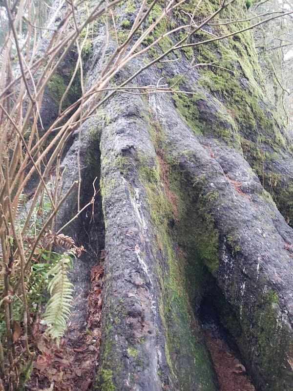 World's Largest Sitka Spruce - Image 3