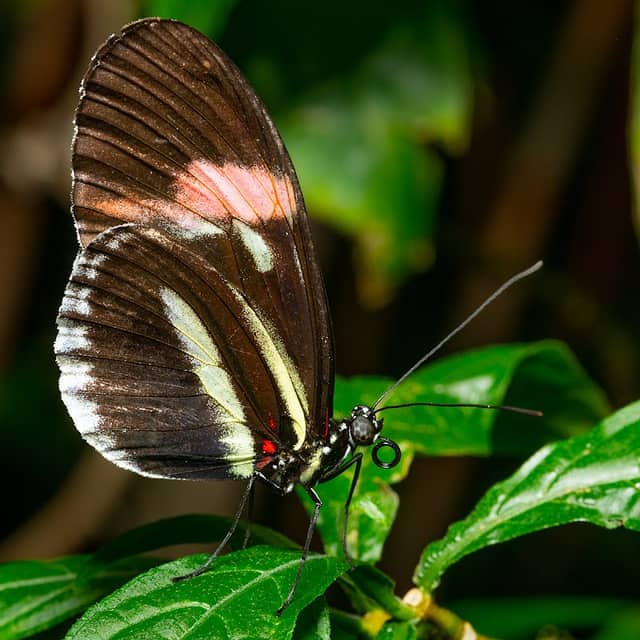 Butterfly Pavilion - Image 1