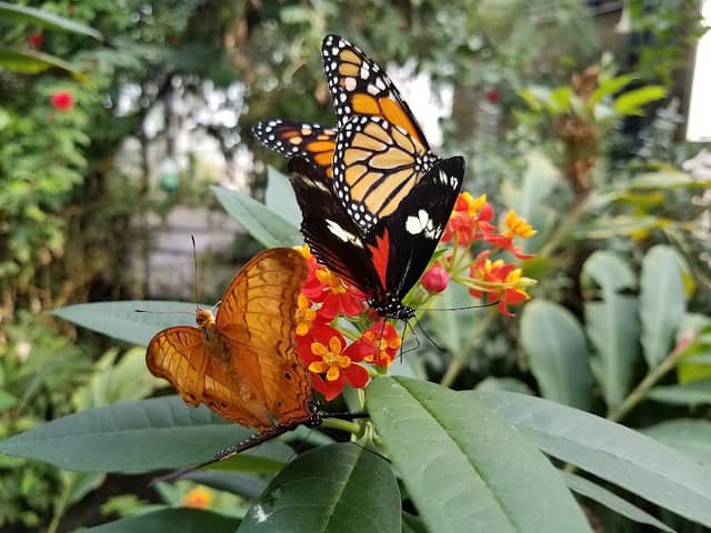 Butterfly Pavilion - Image 2