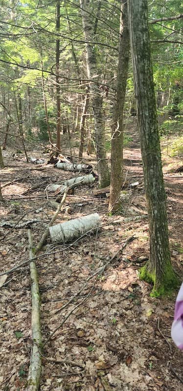 Little Monadnock Trail - Image 1