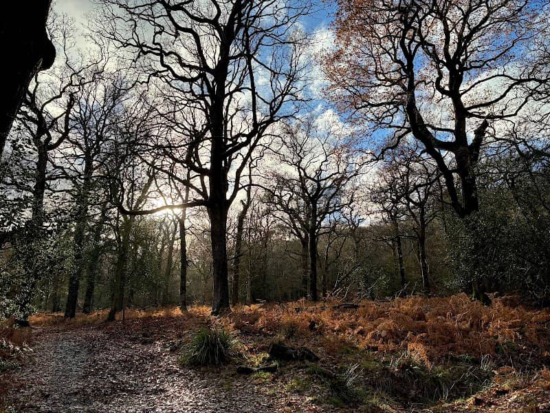 RSPB Nagshead - Image 2