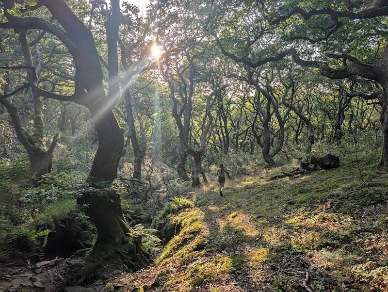 Coed Blackmill - Image 2