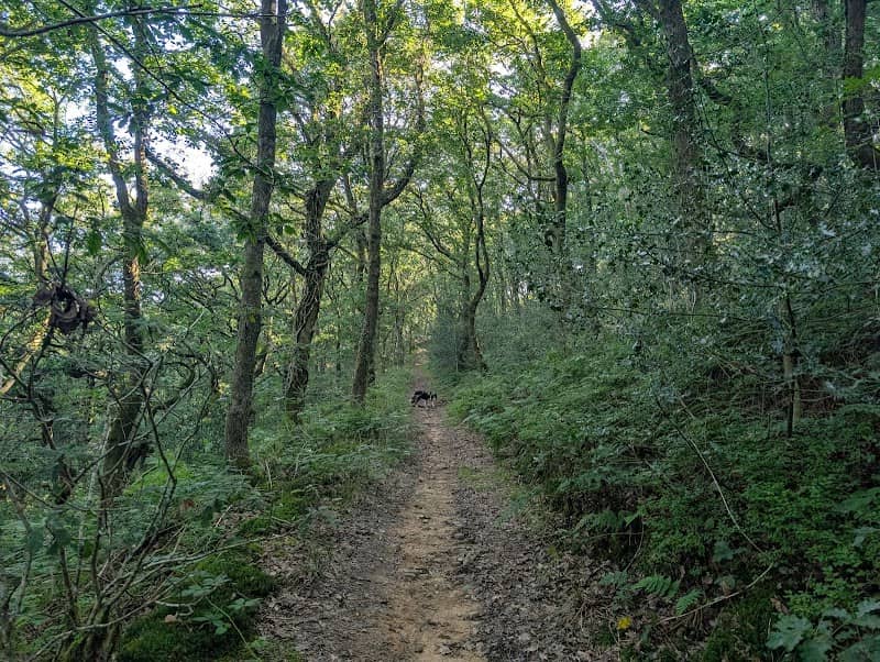 Coed Blackmill - Image 1