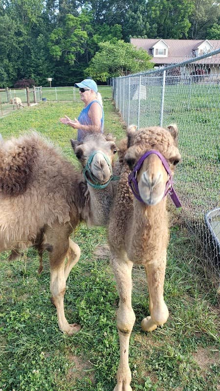 Party Animals Mobile Petting Zoo - Image 2