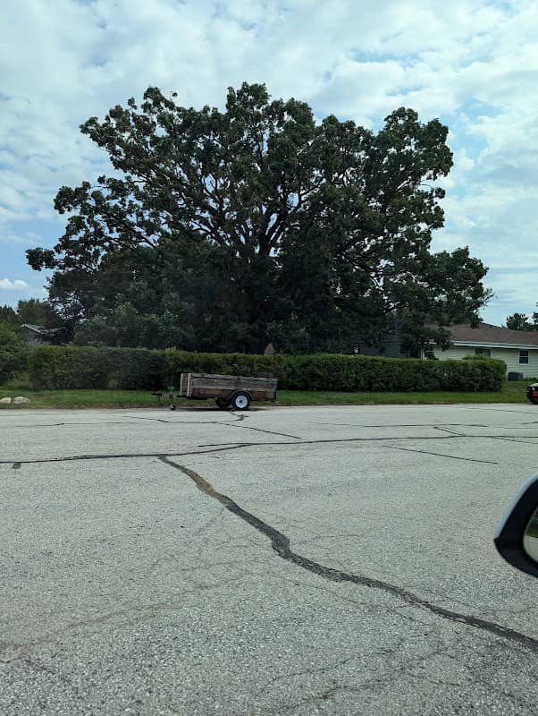 Historic Old Oak Tree - Image 1