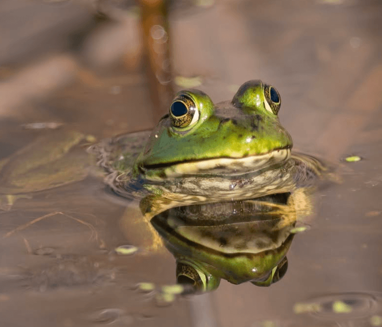 Froggy Manor - Image 1