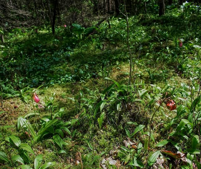 Sapa Spruce Bog State Natural Area - Image 1