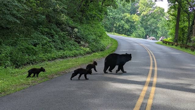 BLUE RIDGE PARKWAY - Image 2