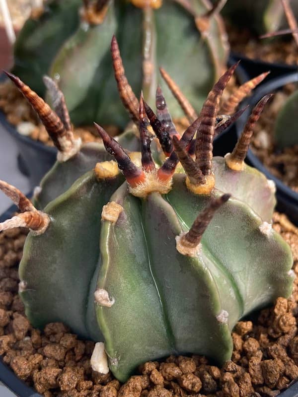 Sting cactus - สติงแคคตัส - Image 1